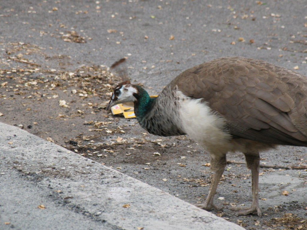 stranezze in citt�...